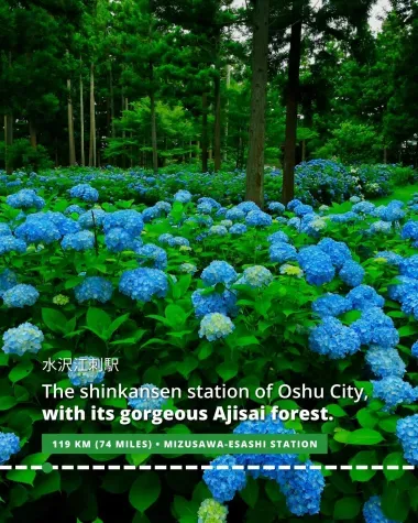 Oshu City and the gorgeous Ajisai Forest