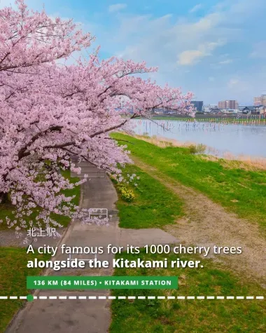 The Kitakami River is lined with thousands of cherry trees