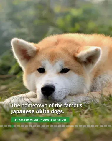 Odate is the hometown of the famous Japanese Akita dogs