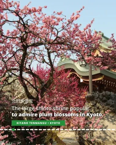 Kitano Tenmangu, the large shinto shrine popular for admiring plum blossoms in Kyoto