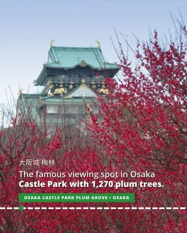 Osaka Castle Park Plum Grove, the famous viewing spot with 1,270 plum trees