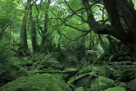 Die winzige tropische Insel Yakushima in Japan die Hayao Miyazaki für "Prinzessin Mononoke" inspirierte.
