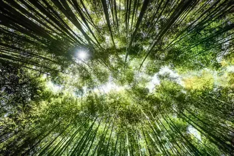 Bamboo grove in Arashiyama : famous touristic site to visit in Kyoto