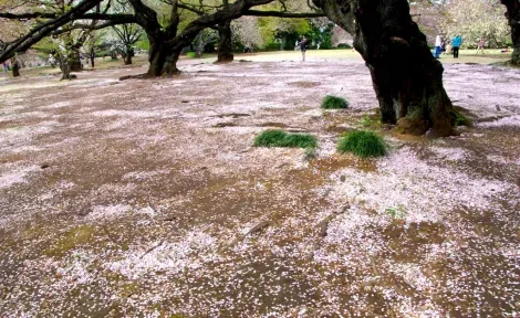 The bed of cherry petals just after hanami.