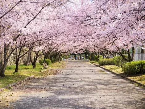 Cherry trees in Maizuru Park Fukuoka, Kyushu