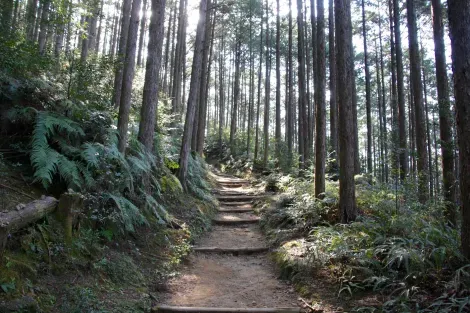 The historic paths of Kumano Kodo through the forest