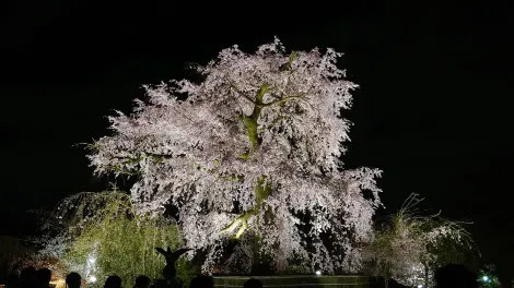 The magnificent cherry tree in Maruyama Park