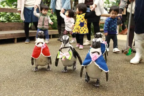 Pingouins vogel park