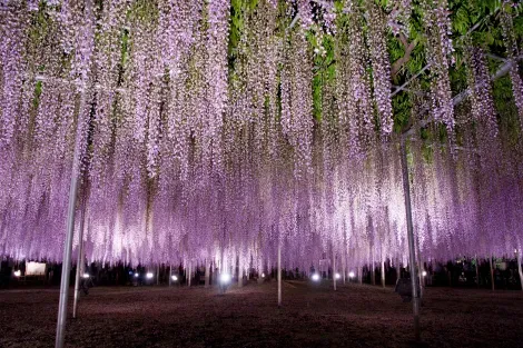 Illuminations sur les glycines du parc floral d'Ashikaga