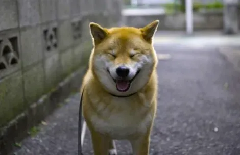 Maru, le chien le plus gracieux du Japon