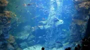 La piscina gigante di Kyoto Aquarium contiene 500 tonnellate di acqua.