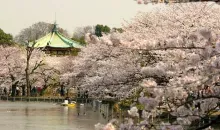 I giapponesi troveranno una leggerezza bucolico vagare a caso i grandi viali fiancheggiati da alberi di ciliegio da Ueno Park.