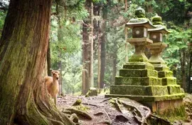 I cervi di Nara Sika sono sacri e protetti come tesori nazionali.
