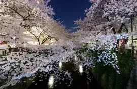 Flor de cerezo "Sakura" en Meguro, Tokio