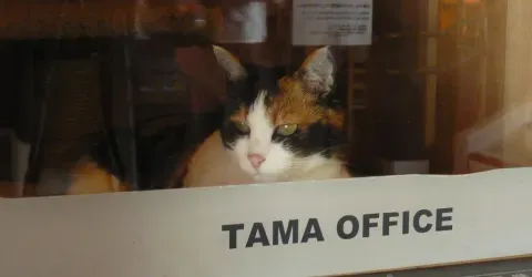 Tama: le chef de gare derrière la vitre de son bureau à la gare de Kishi
