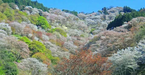 Yoshino-Kumano National Park