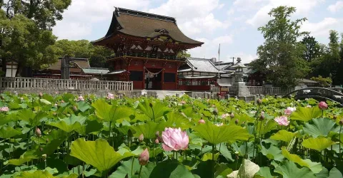 Lotus au sanctuaire Tsurugaoka Hachimangu